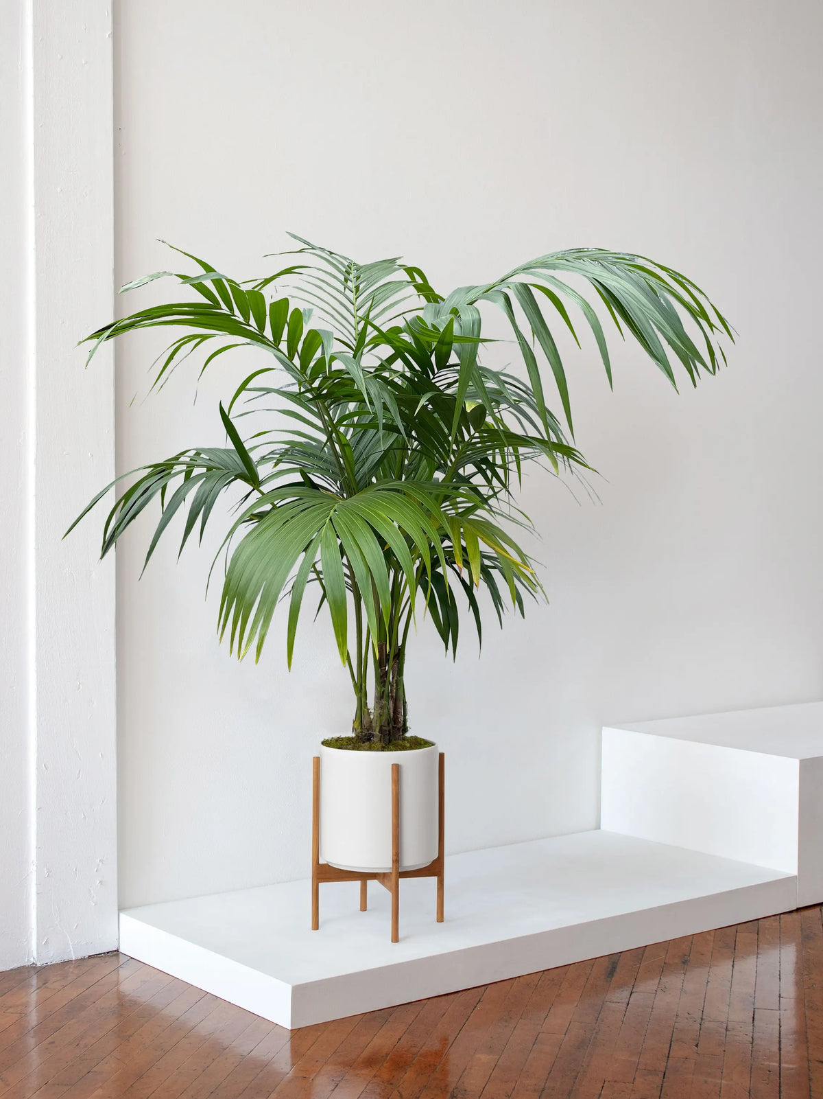 Kentia Palm