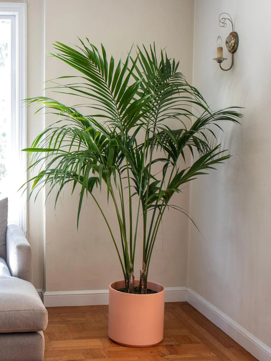Kentia Palm 5-5½ FT Extra Large Mid-Century