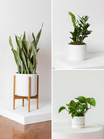 L Easy Care Plant Bundle