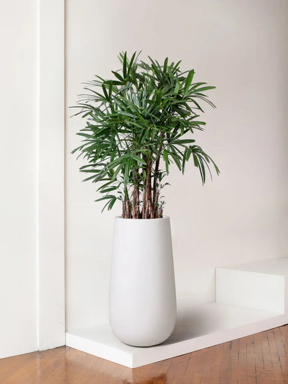 Lady Palm
