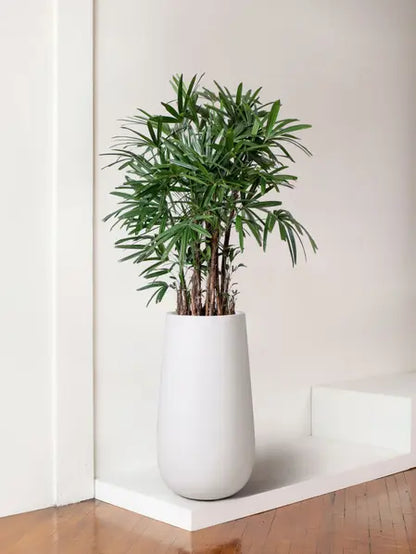 Lady Palm