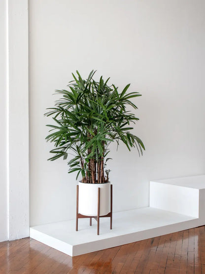 Lady Palm 4 - 4 ½ ft tall Extra Large Mid-Century