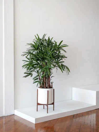 Lady Palm