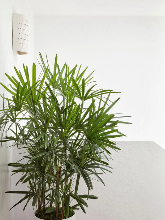 Lady Palm 4 - 4 ½ ft tall Extra Large Mid-Century