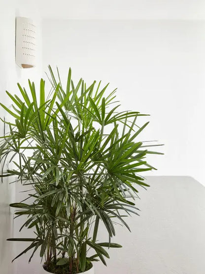 Lady Palm
