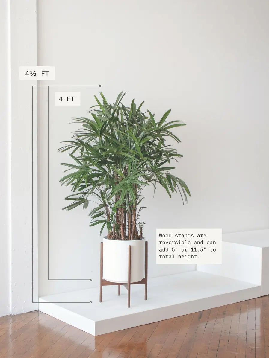 Lady Palm 4 - 4 ½ ft tall Extra Large Mid-Century