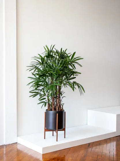 Lady Palm