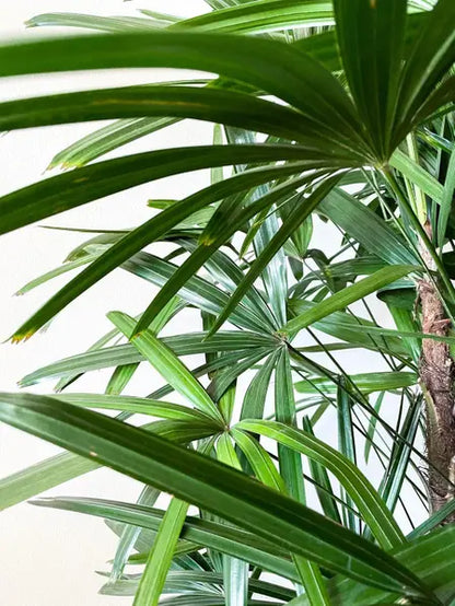 Lady Palm