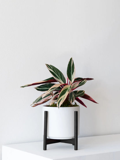 Magenta Triostar 1 - 1½ ft tall Medium Mid-Century Ceramic