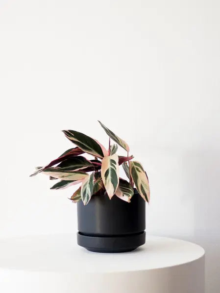 Magenta Triostar
