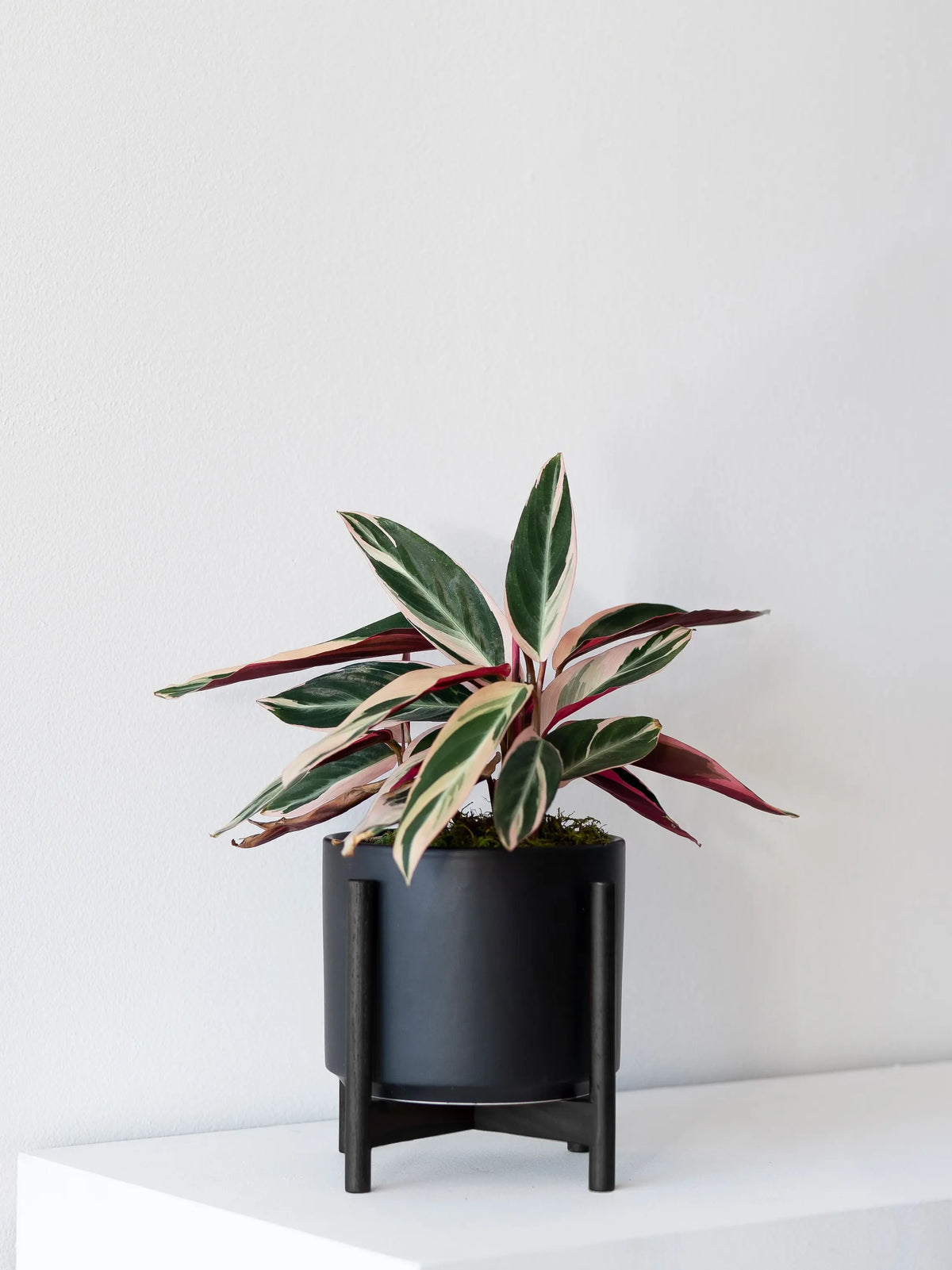 Magenta Triostar 1 - 1½ ft tall Medium Mid-Century Ceramic