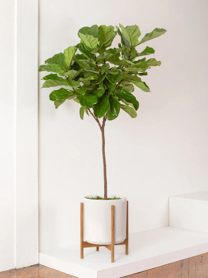 Mid-Century Cylinder - The Fourteen