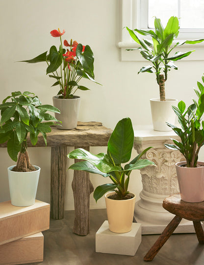 Red Anthurium