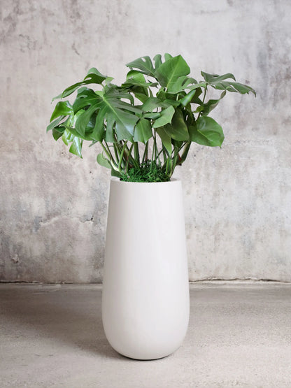 Monstera Deliciosa
