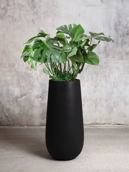 Monstera Deliciosa