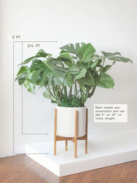 Monstera Deliciosa