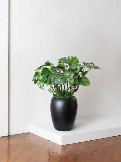 Monstera Deliciosa
