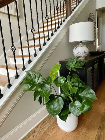Monstera Deliciosa