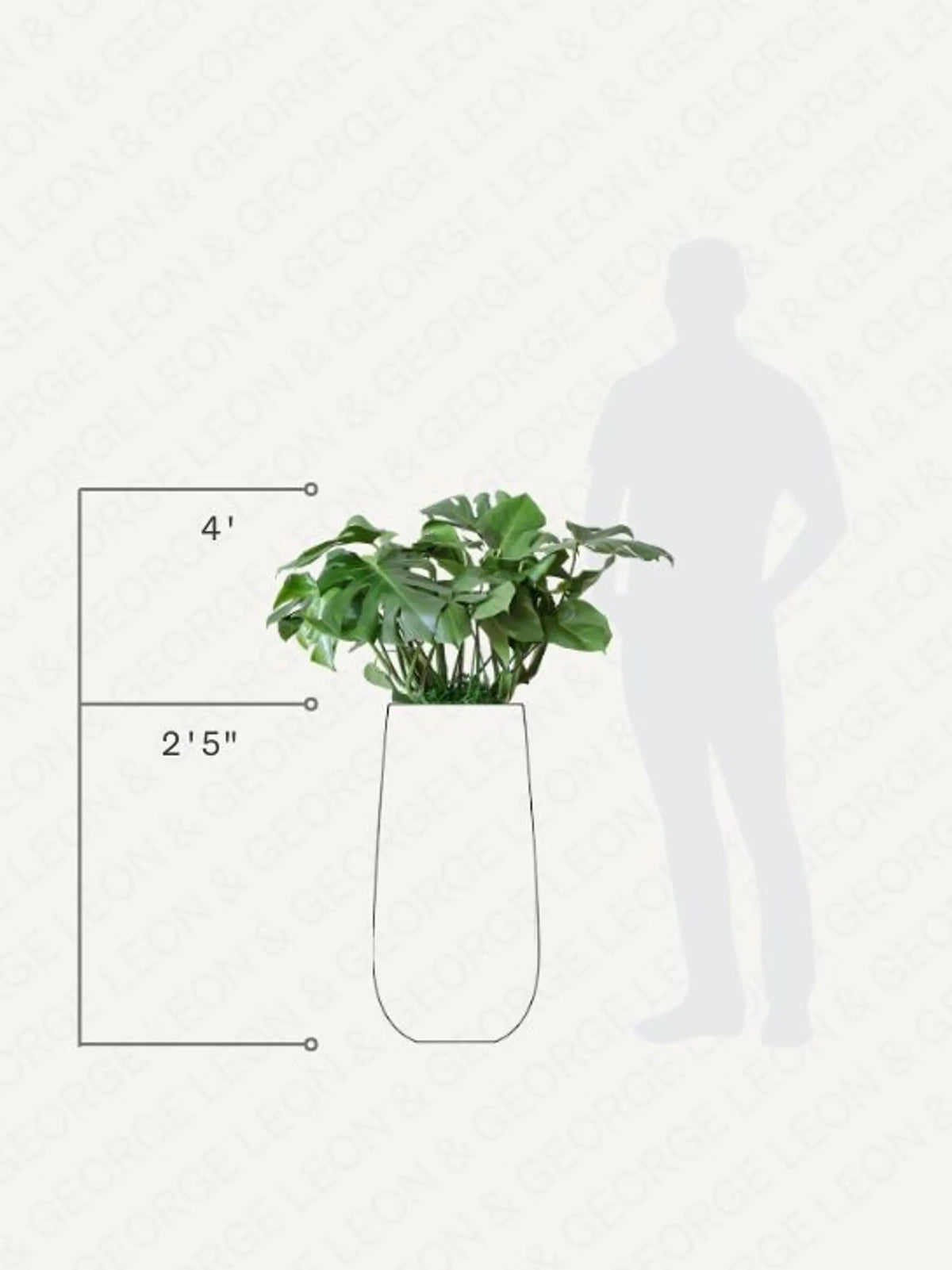 Monstera Deliciosa