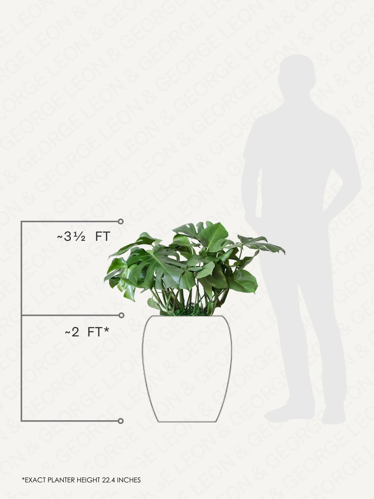 Monstera Deliciosa