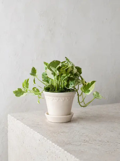 N'joy Pothos
