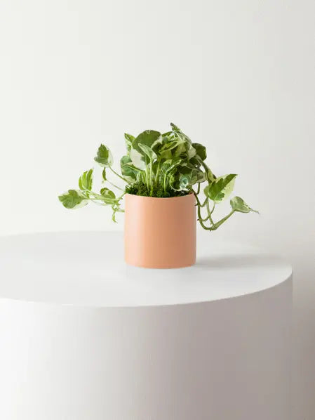 N'joy Pothos