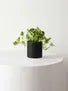 N'joy Pothos