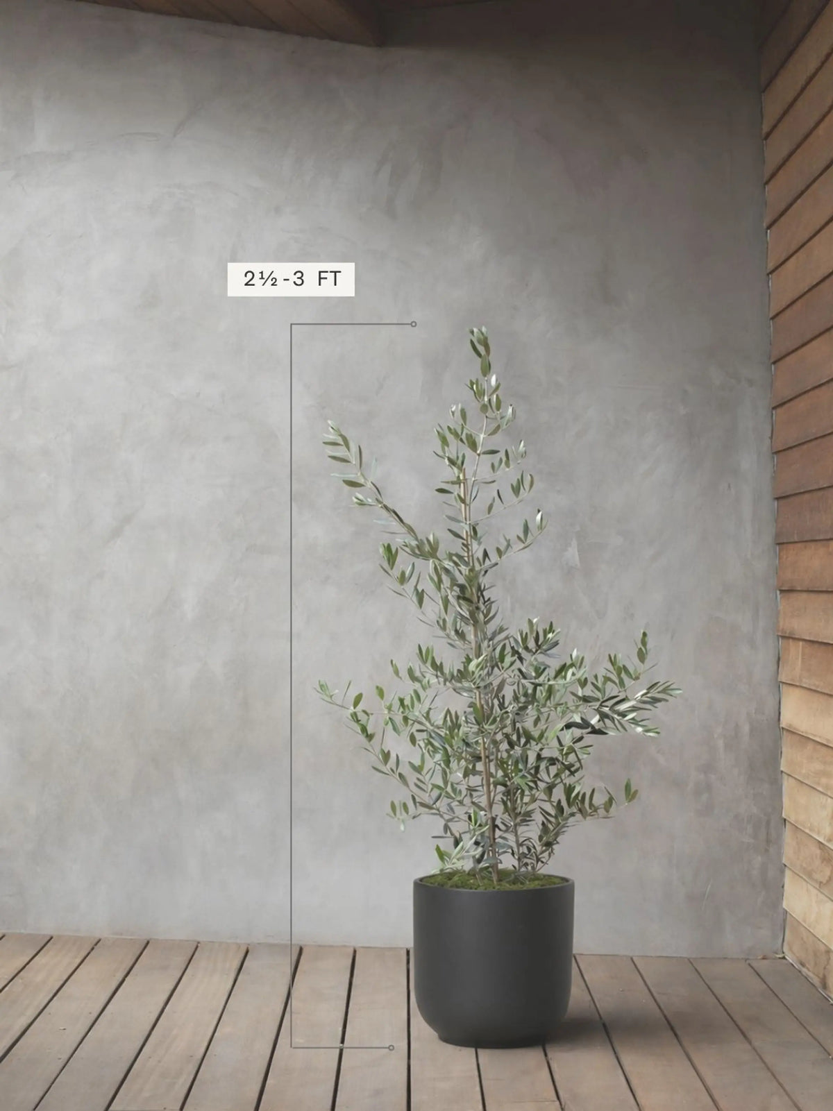Olive Bush 2½ - 3 ft tall Large Nursery Pot