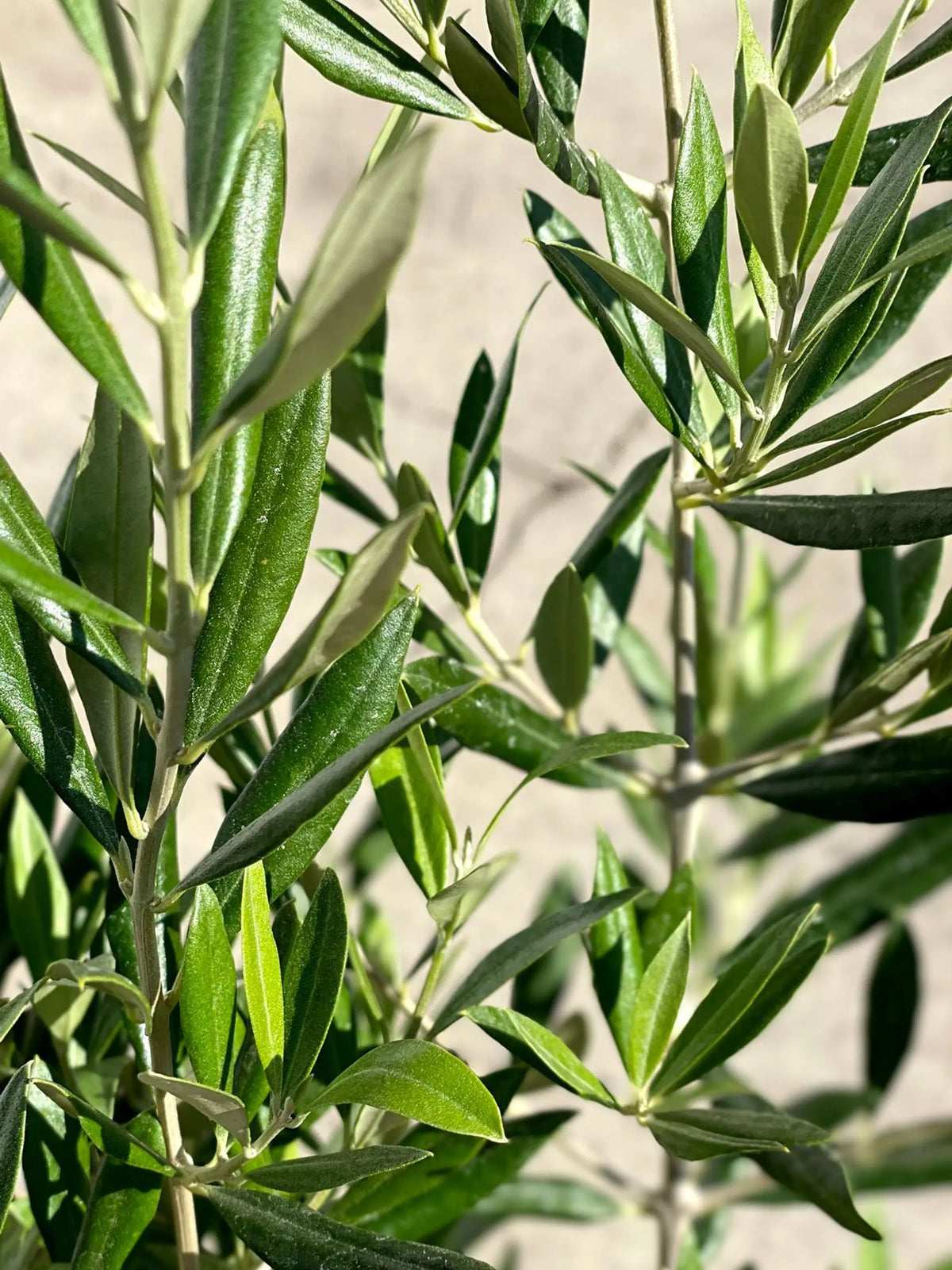 Olive Bush 2½ - 3 ft tall Large Nursery Pot