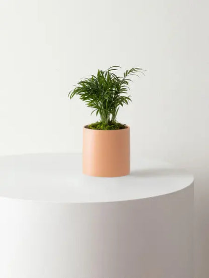 Parlor Palm