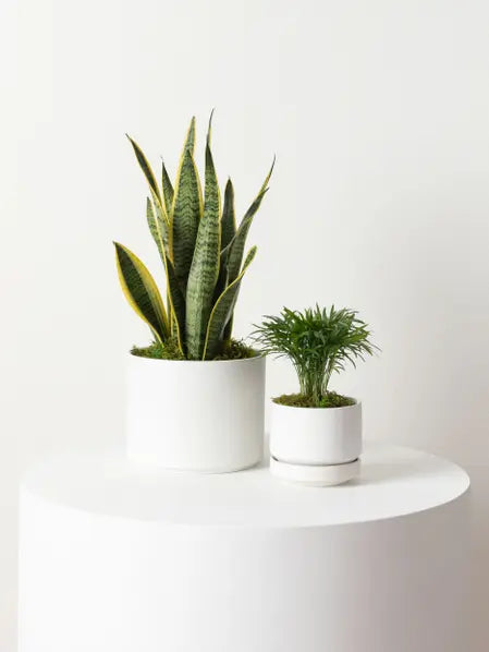 Parlor Palm