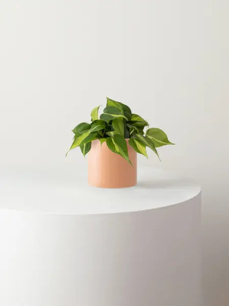 Philodendron Brasil