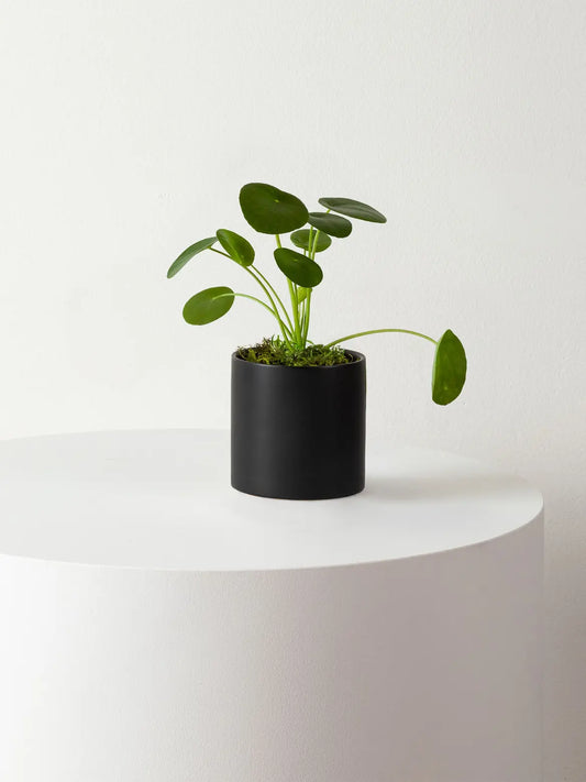 Pilea Peperomioides