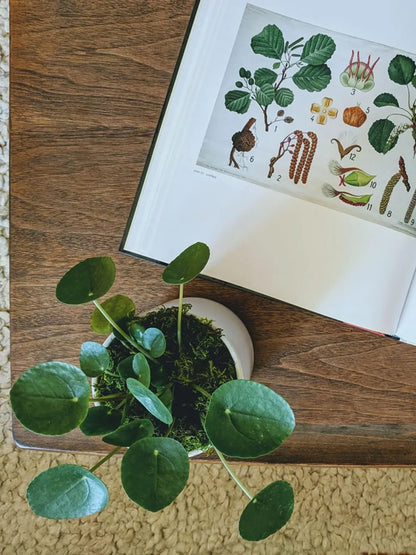 Pilea Peperomioides