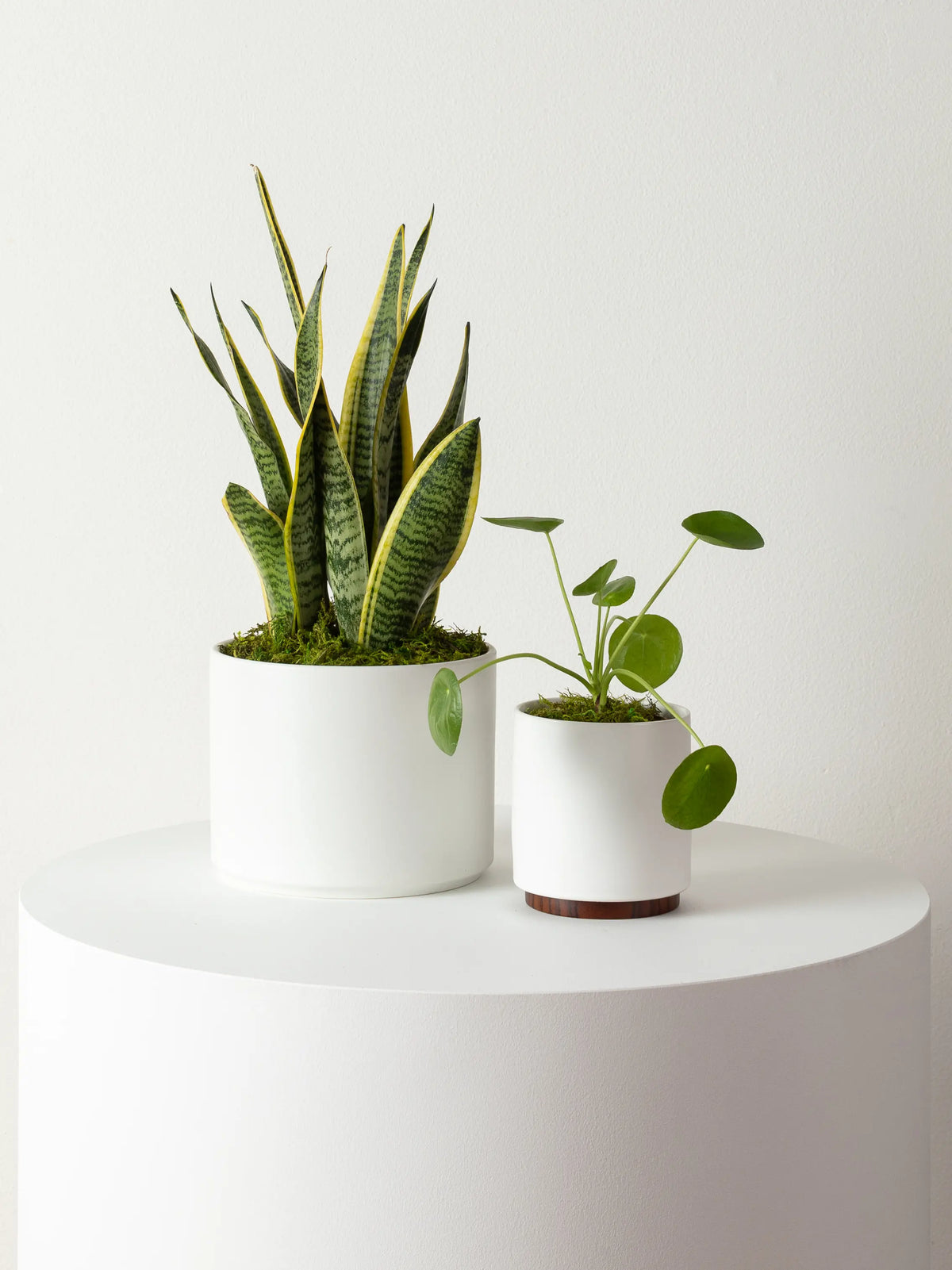 Pilea Peperomioides