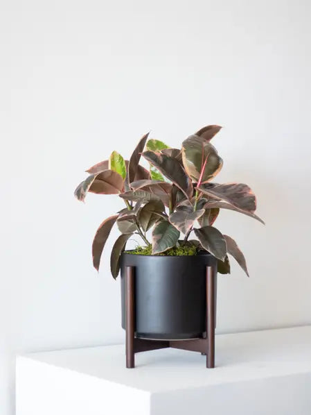 Ruby Rubber Plant