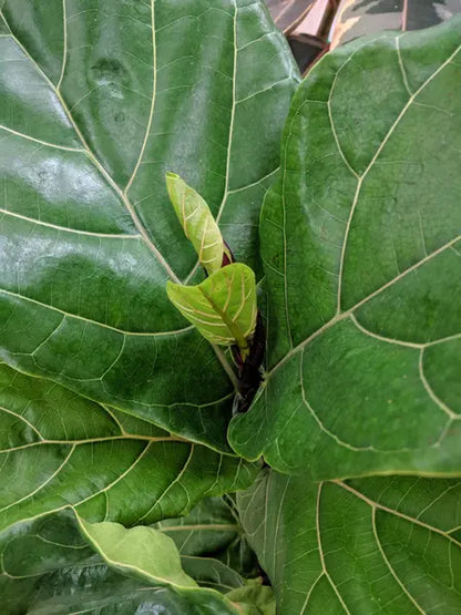Plant Care Essentials Duo