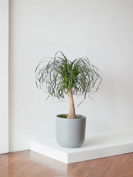 Ponytail Palm - Nouvelle Ceramic