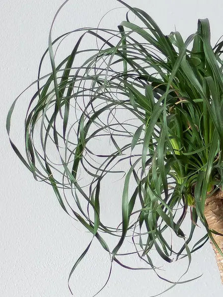 Ponytail Palm