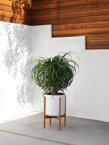 Ponytail Palm