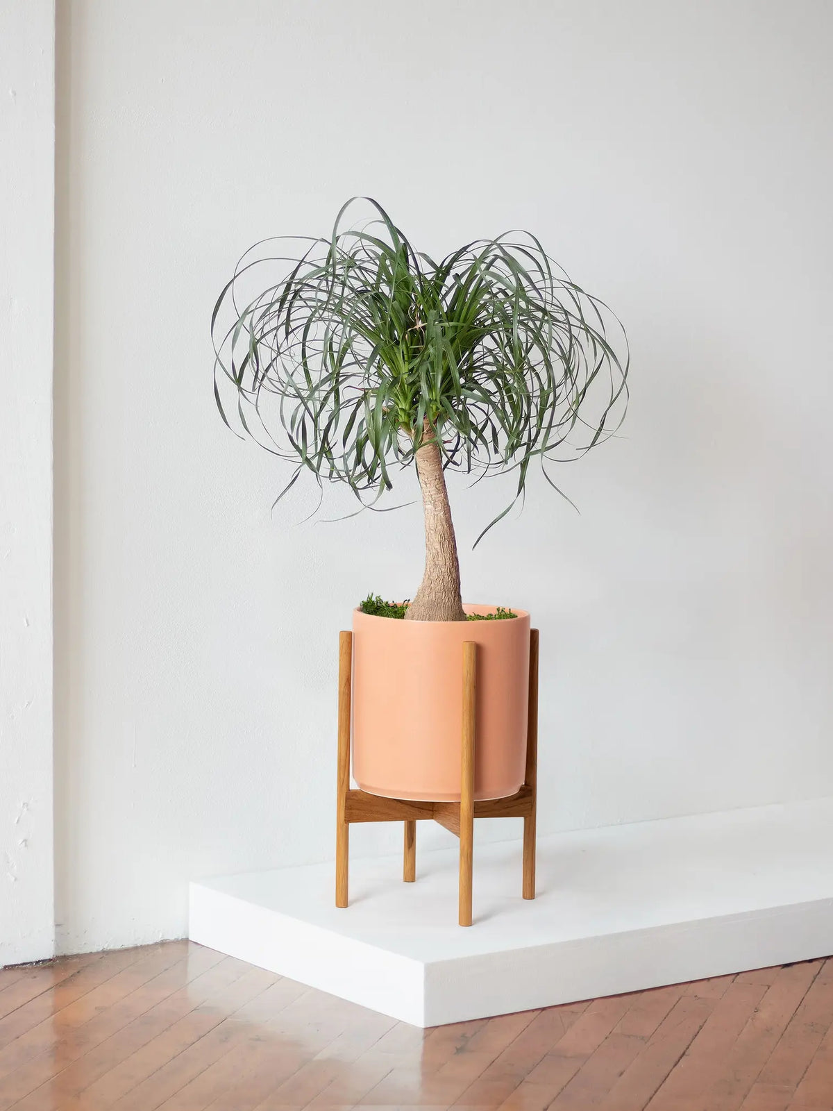 Ponytail Palm