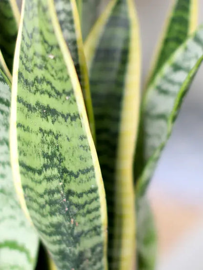 Pothos & Snake Duo