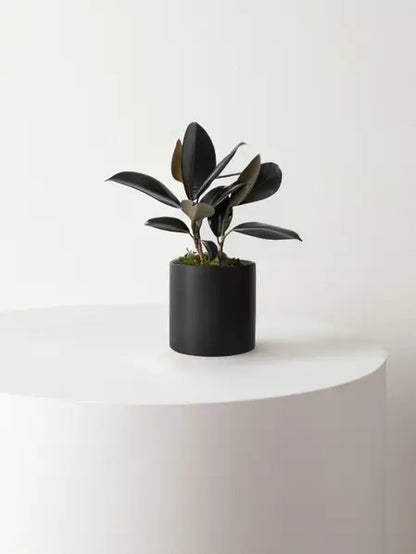 Rubber Plant