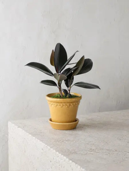 Rubber Plant