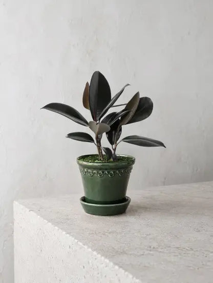 Rubber Plant