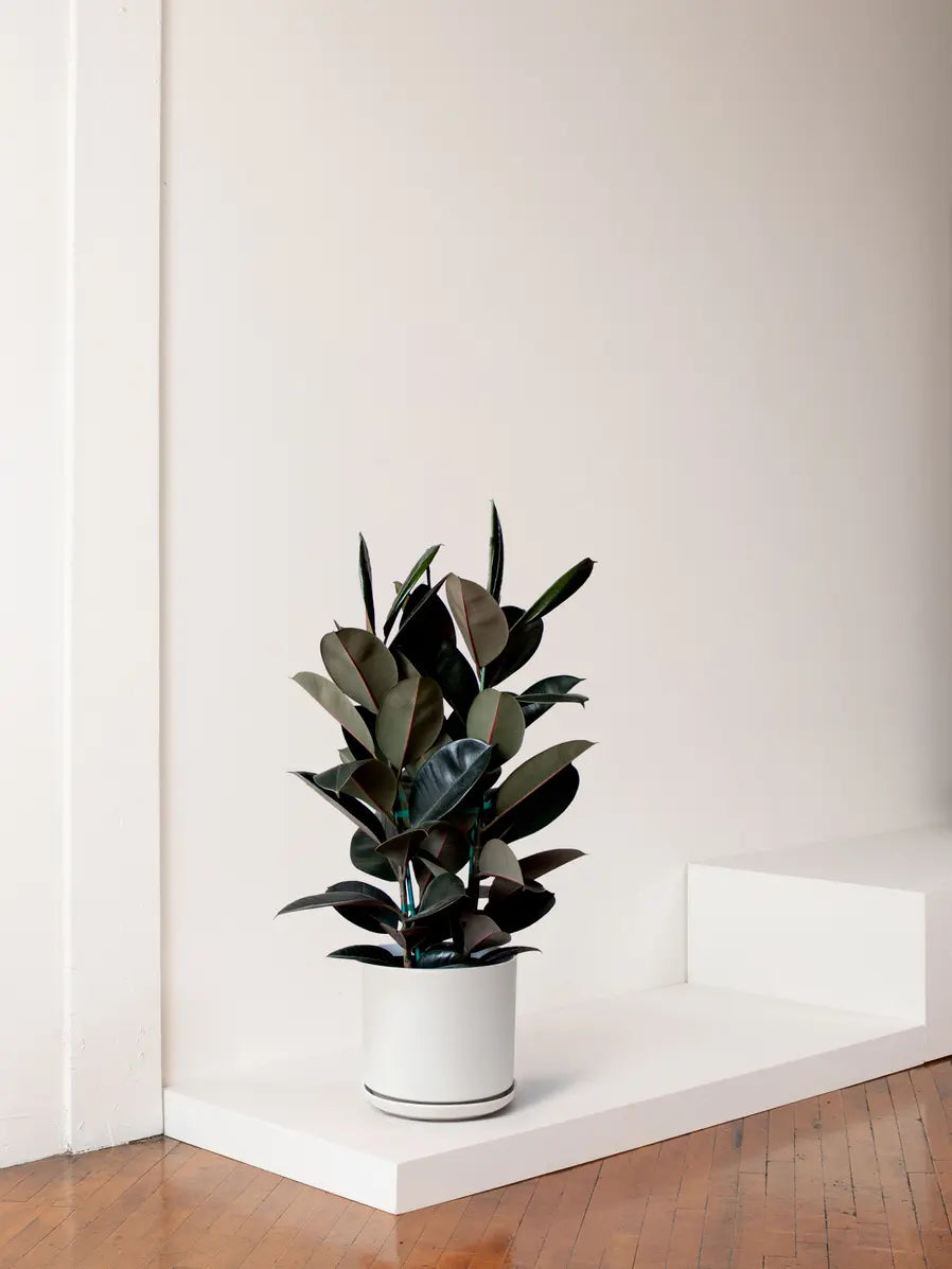 Rubber Tree