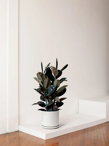 Rubber Tree