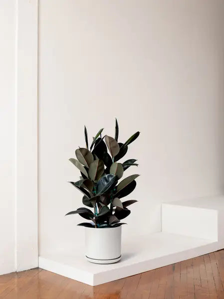 Rubber Tree