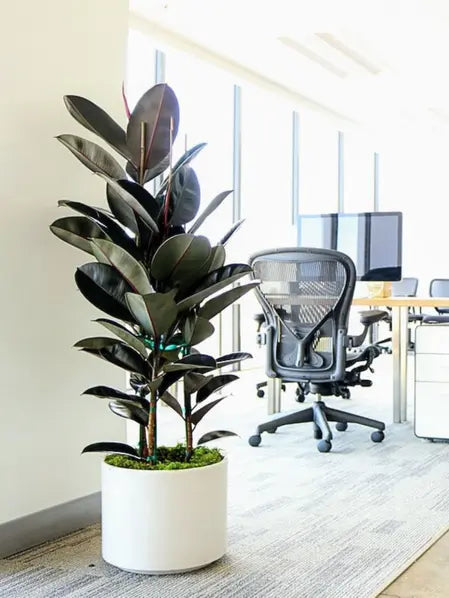 Rubber Tree
