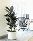 Rubber Tree
